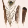 Misc Feathers
